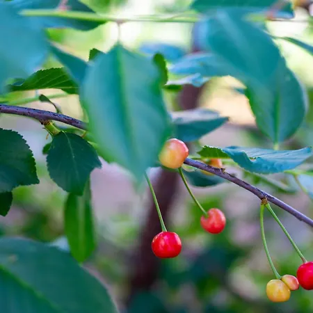 Διαμέρισμα Korallion